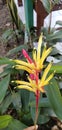 Heliconia hirsuta is a species of flowering plant in the family Heliconiaceae