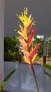 Heliconia hirsuta is a species of flowering plant in the Heliconiaceae family