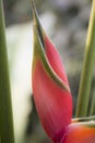 Heliconia II