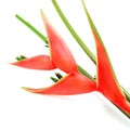 Heliconia isolated