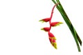 Heliconia isolated on white background