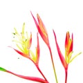 Heliconia 'Lady Di'