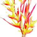 Heliconia 'Lady Di'