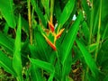 Heliconia Lady Diana & x28;Heliconia Psittacorum& x29;: are the fastest growing landscape flowering plants