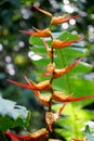 Heliconia latispatha plant flower from the jungle of Costa Rica