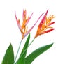 Heliconia Latispatha flower Royalty Free Stock Photo