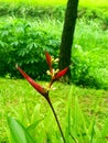 Heliconia latispatha & x27;Distans& x27; - Spiralling bracts on tall flower spikes.