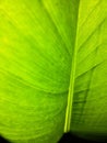 Heliconia leaf with light