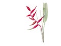 Heliconia with leaf watercolor vector