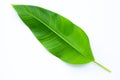 Heliconia leaf on white background