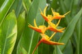 Heliconia, Lobster-claws
