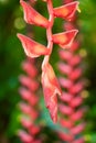 Heliconia longissima Royalty Free Stock Photo