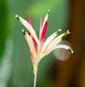 Heliconia longissima Royalty Free Stock Photo