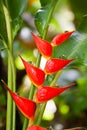 Heliconia longissima Royalty Free Stock Photo