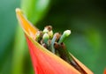 Heliconia longissima and ants Royalty Free Stock Photo