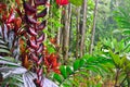 Heliconia longissima in a tropical forest Royalty Free Stock Photo