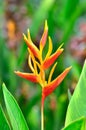 Heliconia Margrinata flower