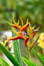 Heliconia Margrinata flower