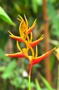 Heliconia Margrinata flower