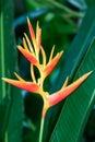 Heliconia Nicky Spike Royalty Free Stock Photo