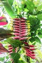 Heliconia pendula bright