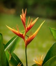 Heliconia pendula