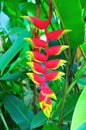 Heliconia Pendula, Costa Rica Royalty Free Stock Photo