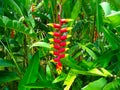 Heliconia Pendula - Hanging Crab Claw Flower Royalty Free Stock Photo