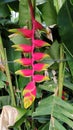 Heliconia plant, Singapore