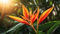 Heliconia plant buds are blooming in the sun. Close-up of beautiful lobster claw flowers in the middle of the garden with sunset. Royalty Free Stock Photo