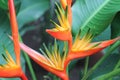 Heliconia plant in Costa Rica