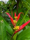 Heliconia plant flower red and yellow colour