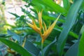 Heliconia plant with yellow flowers