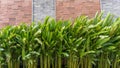 Heliconia plants in front of a bricked wall