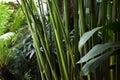 Heliconia plants