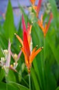 Heliconia psitacorum Costa Rica Tropical Flower