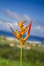 Heliconia psittacorum