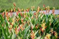 Heliconia psittacorum flower in Botanic Garden Singapore Royalty Free Stock Photo