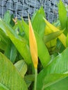 Heliconia psittacorum Flower Bud