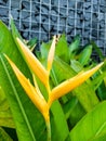 Heliconia psittacorum flower