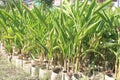 Heliconia Psittacorum flower plant on farm