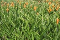 Heliconia Psittacorum flower plant on farm