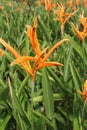 Heliconia Psittacorum flower plant on farm