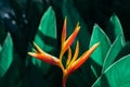 Heliconia psittacorum or Heliconia Golden Torch or False Bird of Paradise Flower. Exotic tropical flowers in the jungle garden Royalty Free Stock Photo