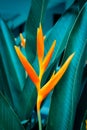 Heliconia psittacorum or Golden Torch flowers with green leaves