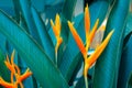 Heliconia psittacorum or Golden Torch flowers with green leaves