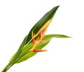 Heliconia psittacorum Golden Torch flowers with leaves, Tropical flowers isolated on white background, with clipping path Royalty Free Stock Photo