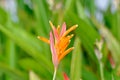 Heliconia psittacorum ,Heliconia or HELICONIACEAE or orange flower