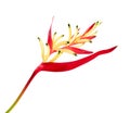 Heliconia psittacorum or Parrot`s Beak or Lady Di flowers, Tropical flowers isolated on white background, with clipping path