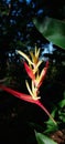 Heliconia psittacorum or parrot& x27;s beak, parakeet flower, parrot& x27;s flower, parrot& x27;s plantain, false bird-of-paradise Royalty Free Stock Photo